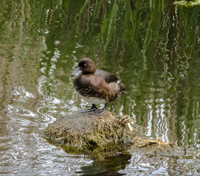 The toughest duck - My, Duck, Ornithology, Birds