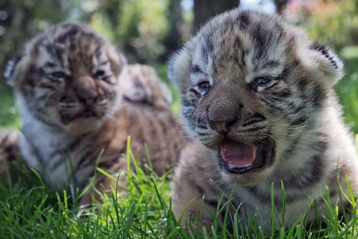 Amur tigers - Belogorsk, Taigan Lions Park, Tiger cubs, Animals, Tiger, Amur tiger, Big cats, The photo