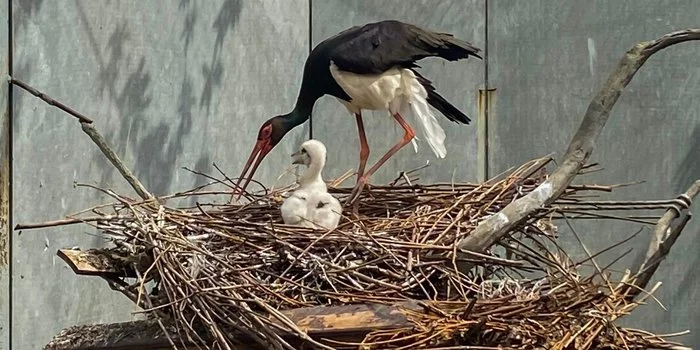 A family of black storks at the Moscow Zoo has acquired offspring - My, Ornithology, Zoo, Moscow Zoo, Birds, Stork, Black stork