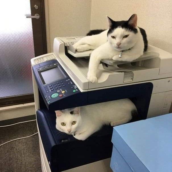 When the copier messes up - cat, IFIs, IT specialists