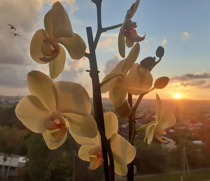 The most precious gift for me - My, Flowers, Sunset, beauty, Photo on sneaker