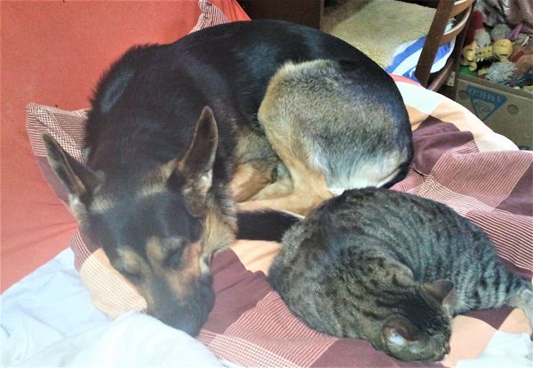 Like a dog with a cat - My, Dog, cat, Pets, German Shepherd, Yandex Zen, Longpost