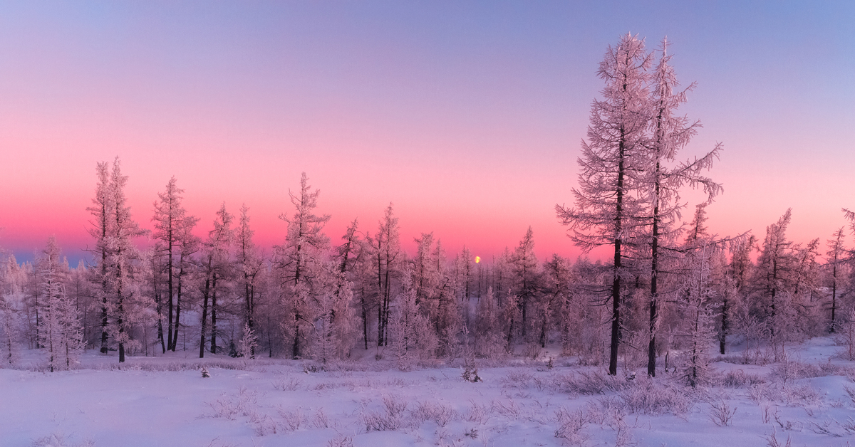 Tundra forest. Новый Уренгой тундра. Лесотундра Уренгой. Природа тундра новый Уренгой. Новый Уренгой лесотундра.