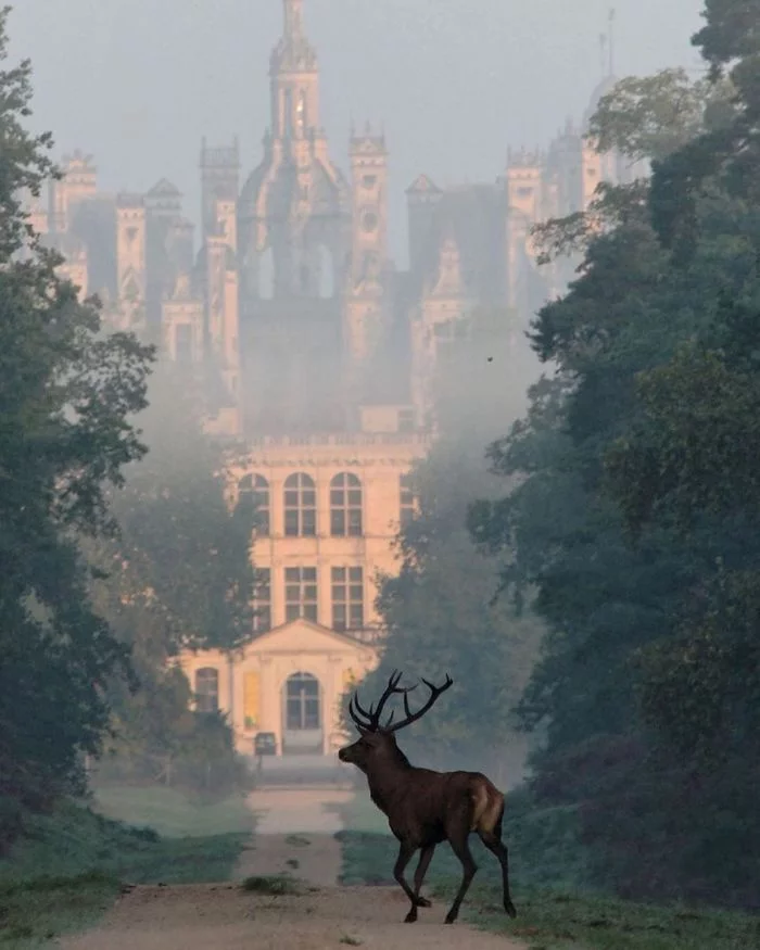 Туманное утро в замке Шамбор. (Chateau de Chambord) Франция - Франция, Олени, Замок, Фотография, Утро, Туман