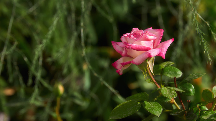 Rose is a rose is a rose is a rose , , , 