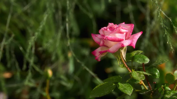 Rose is a rose is a rose is a rose - My, the Rose, Pink, Flowers, Bud