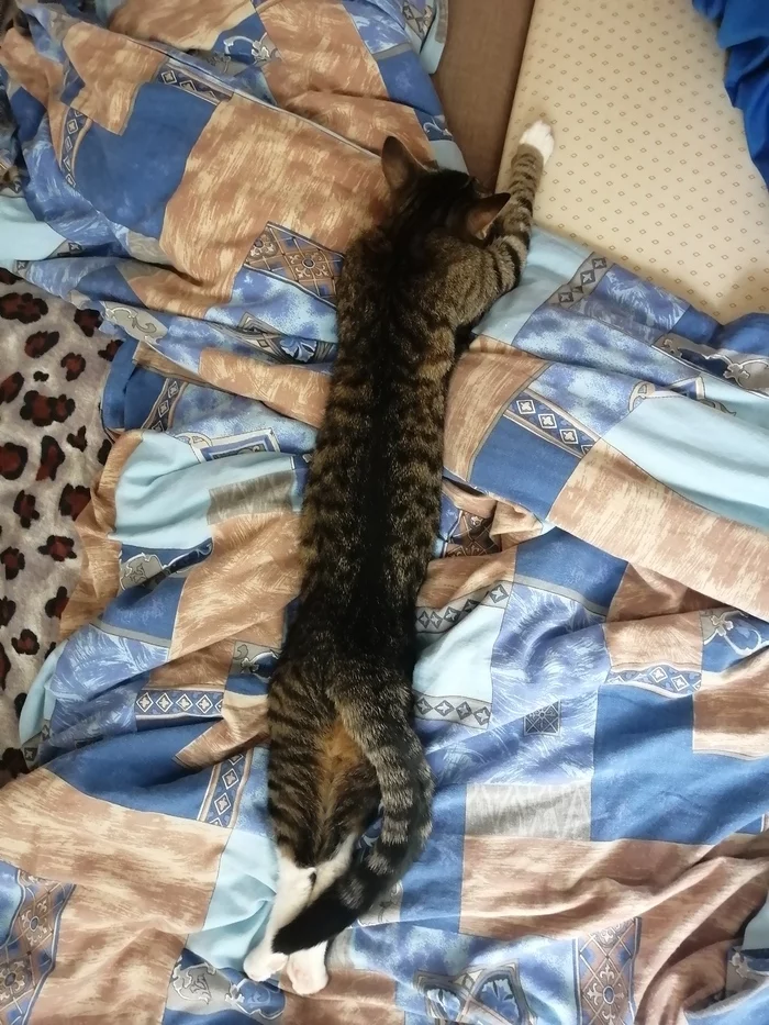 Sausage - My, Dream, cat, Longcat