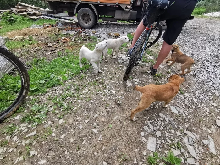 Surrounded but not broken - My, Cyclist, Dog, Puppies, Milota, Mobile photography