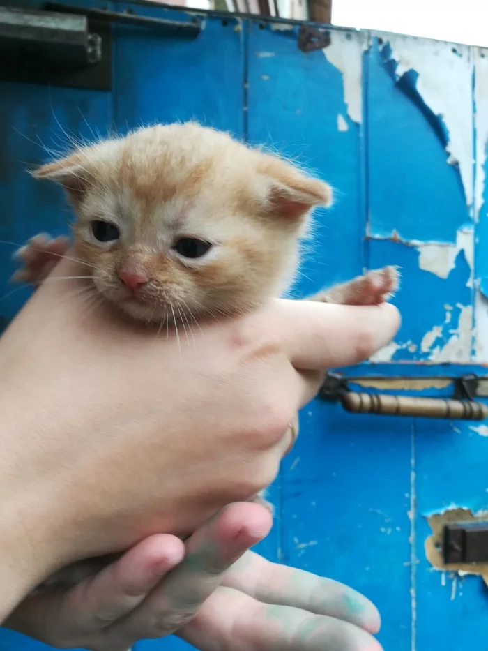 Не было печали - Моё, Котята, Подкинули, Новосибирск, Фото на тапок, Длиннопост, Кот