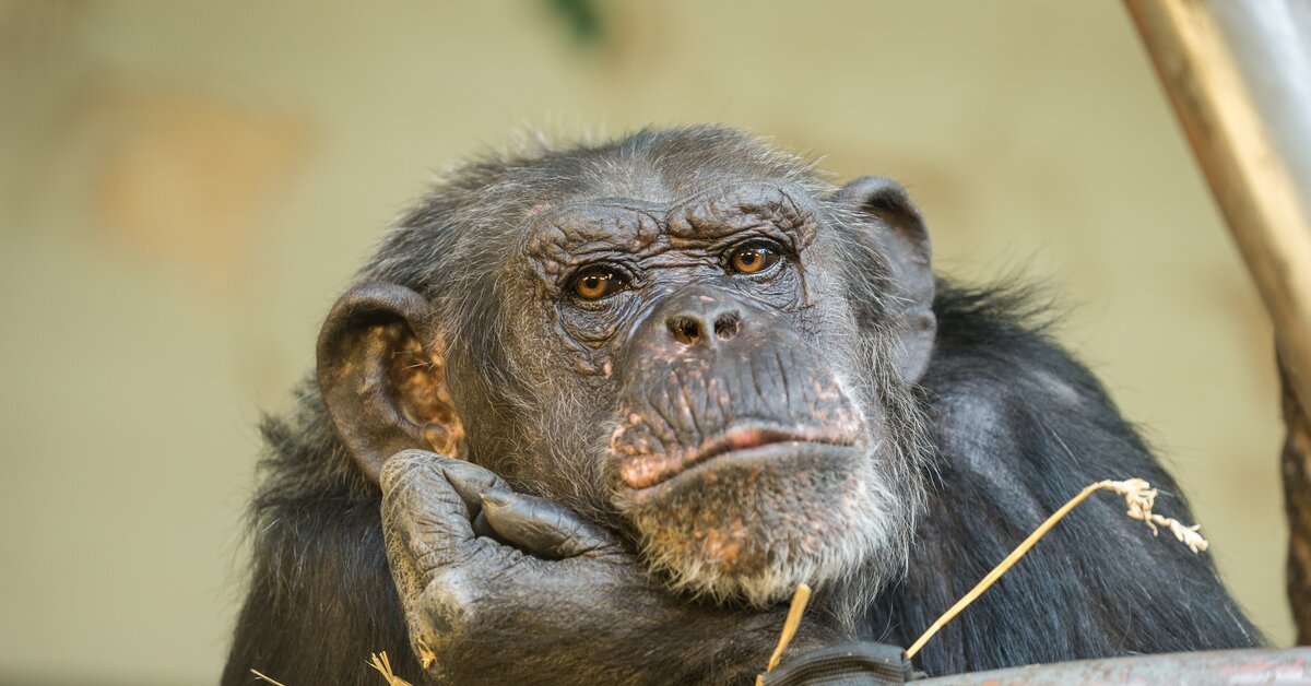 Большой мудрый зверь. Обыкновенный шимпанзе (Pan Troglodytes). Приматы шимпанзе. Шимпанзе фото. Старый шимпанзе.
