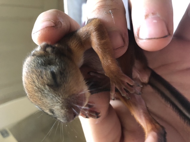 Reply to the post “Found a baby squirrel at home - need advice” - My, Animals, Squirrel, Lost, Squirrel, Reply to post, Longpost