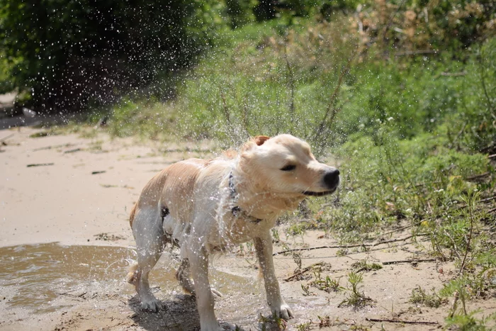 Wet golden retriever and short exposure - My, Golden retriever, Short shutter speed, Longpost, Dog