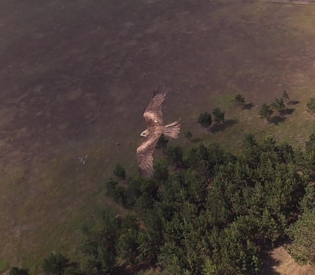 Filmed today from a drone. - My, Kite, Eagle, Predator, Drone, Birds
