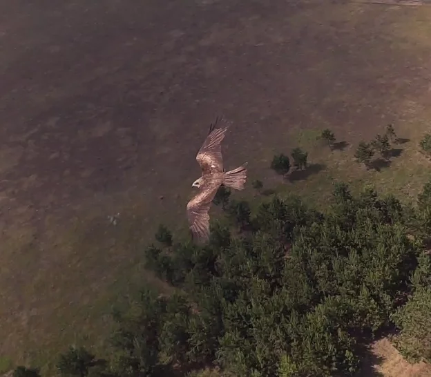 I took it from a drone today. Tell me, what kind of predator is this? - My, Kite, Eagle, Predator, Drone, Birds