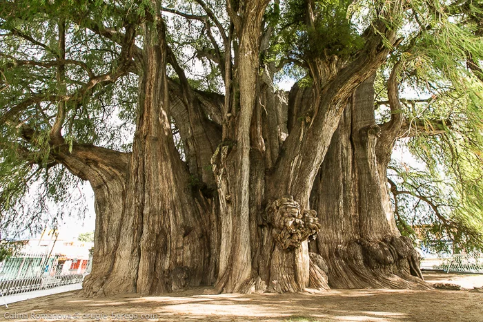 Cypress - Tree, Cypress, Long-liver