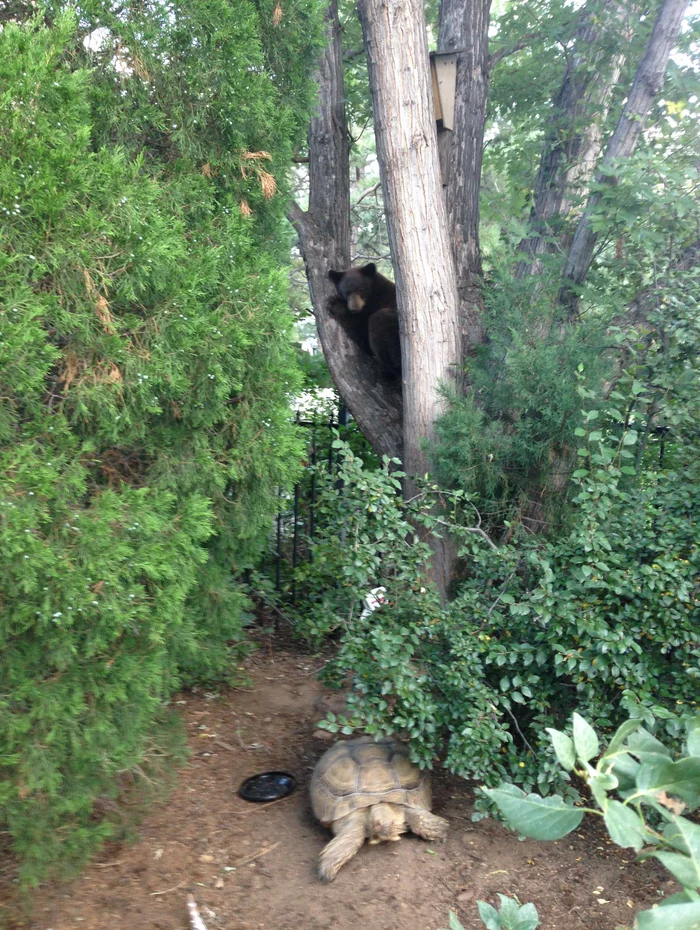 “My friend has very rich neighbors. In their yard, for example, a bear is watching a hundred-year-old turtle sitting in a tree.” - The photo, Nature, Neighbours, Animals, The Bears, Turtle, Garden