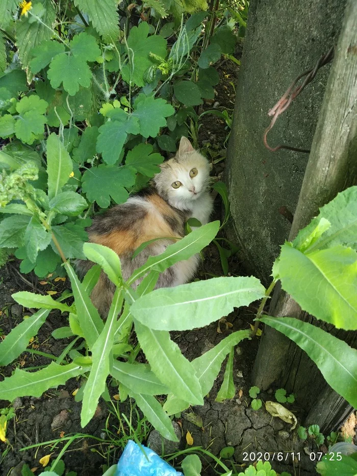 Let's try to find a home for the cat [The owner has been found] - My, Tricolor cat, Voronezh, Help, Video, Longpost, cat