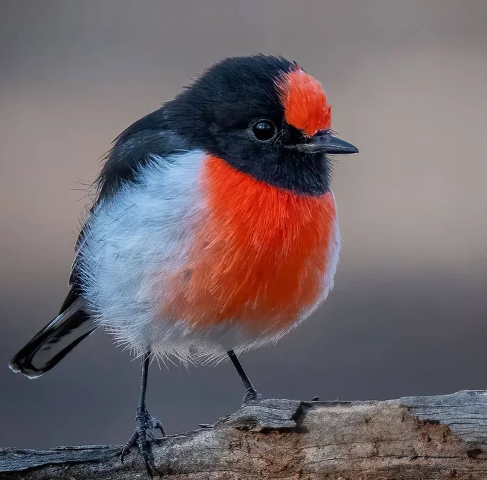 Red-fronted petroica - Animals, Birds, The photo, Crimson-breasted petroica