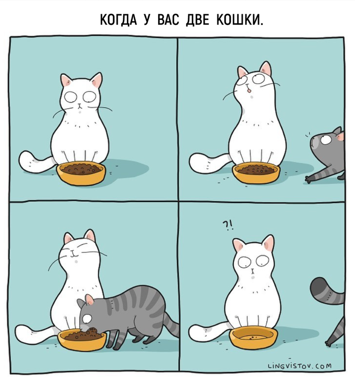 Жизнь кота в картинках