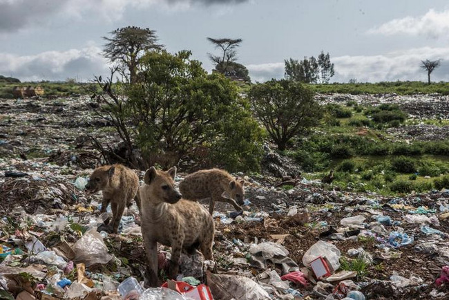 A simple trash can in Africa... - Hyena, Spotted Hyena, Wild animals, Africa, Ethiopia, Dump, Trash can, Video, Longpost