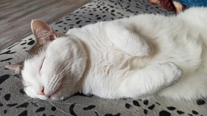 Как делить котов?