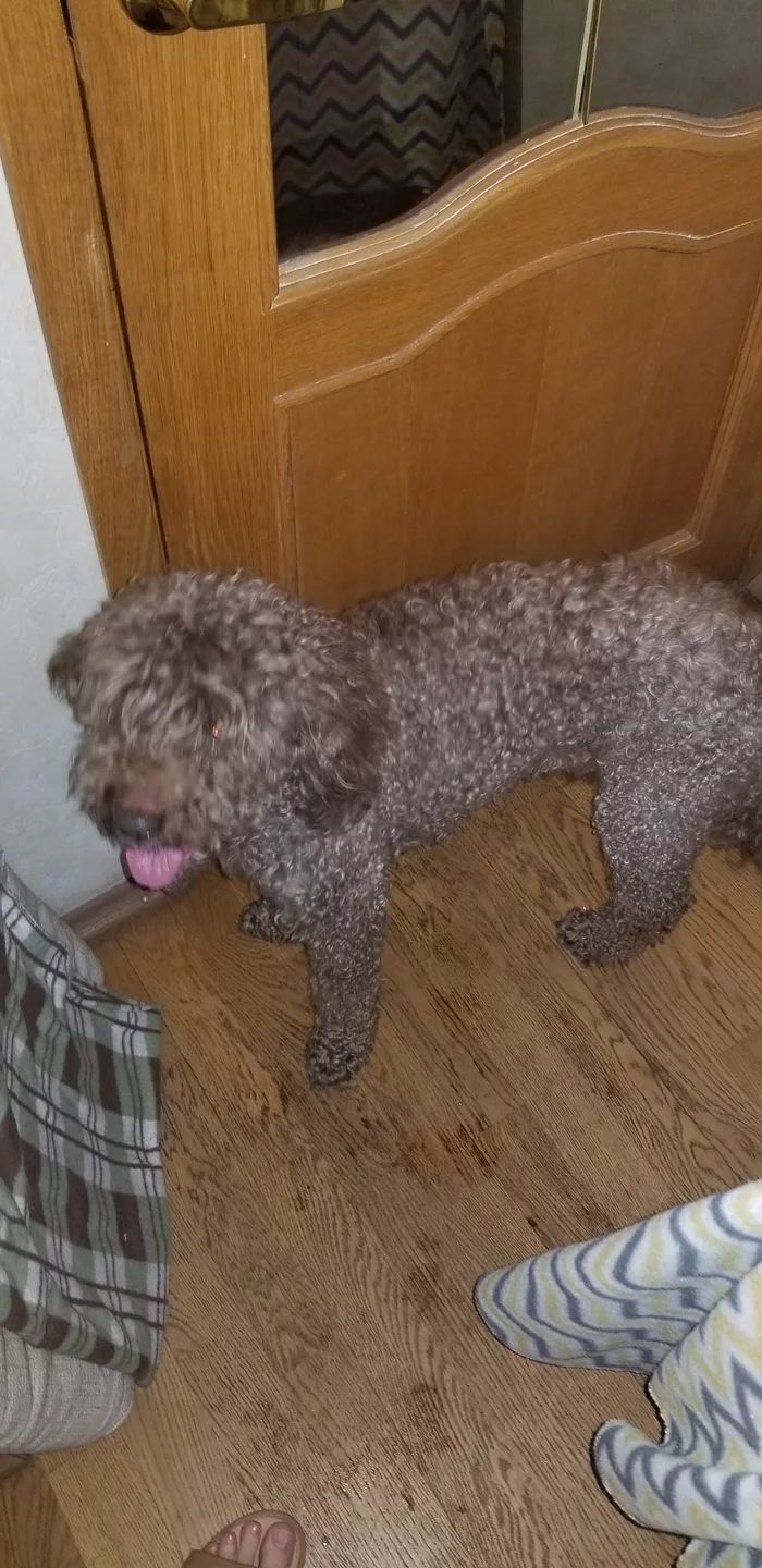 DOG FOUND IN MOSCOW - Found a dog, Moscow, SEAD, No rating, Longpost, Dog