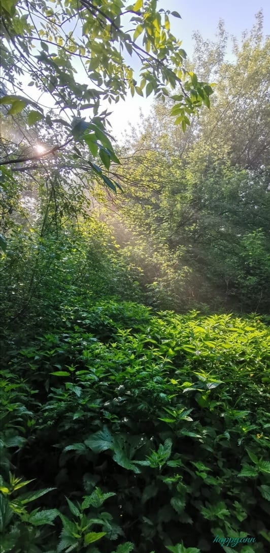 Туманное утро в лесопарке Фотография, Природа, Туман, Утро, Лес, Лето, Длиннопост