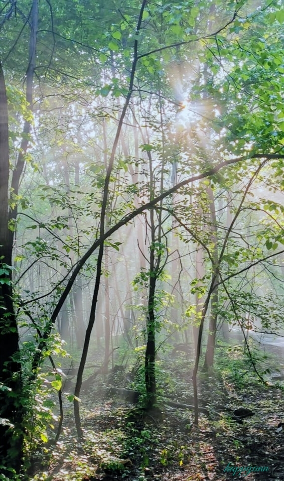 Туманное утро в лесопарке Фотография, Природа, Туман, Утро, Лес, Лето, Длиннопост