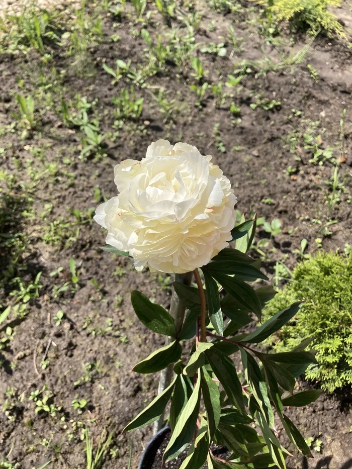 I am building a summer kitchen/shed using frame technology ch2 - My, Building, I'm building myself, Dacha, Peonies, Longpost