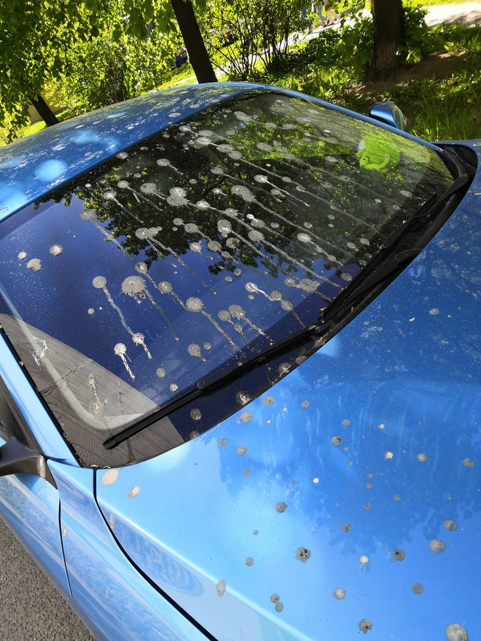 Птичий полёт