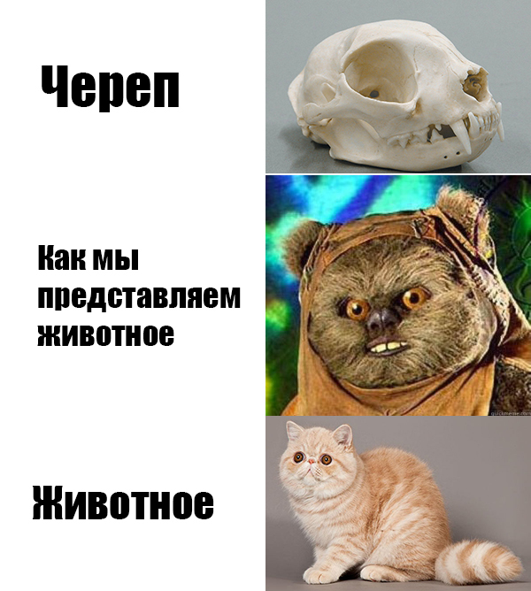 В продолжение челленджа о черепах и животных