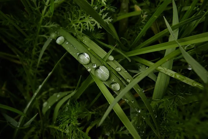 Post #7515960 - My, Grass, Dew, Grass, Drops, The photo, Nature, Macro photography