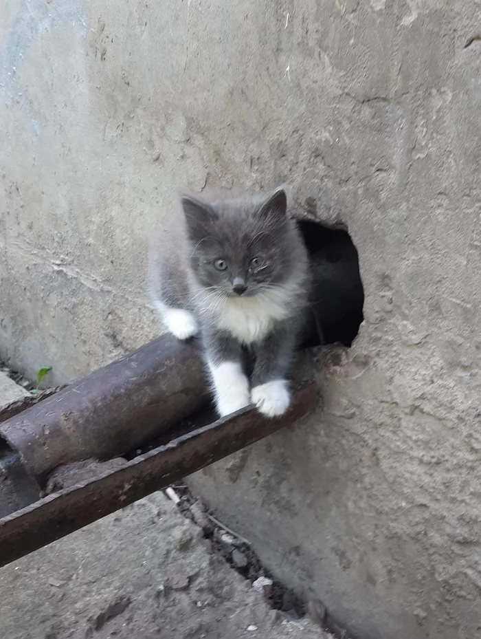 Kittens in good hands - My, Kittens, In good hands, Longpost, cat, No rating, Ryazan Oblast, Novomichurinsk, Ryazan