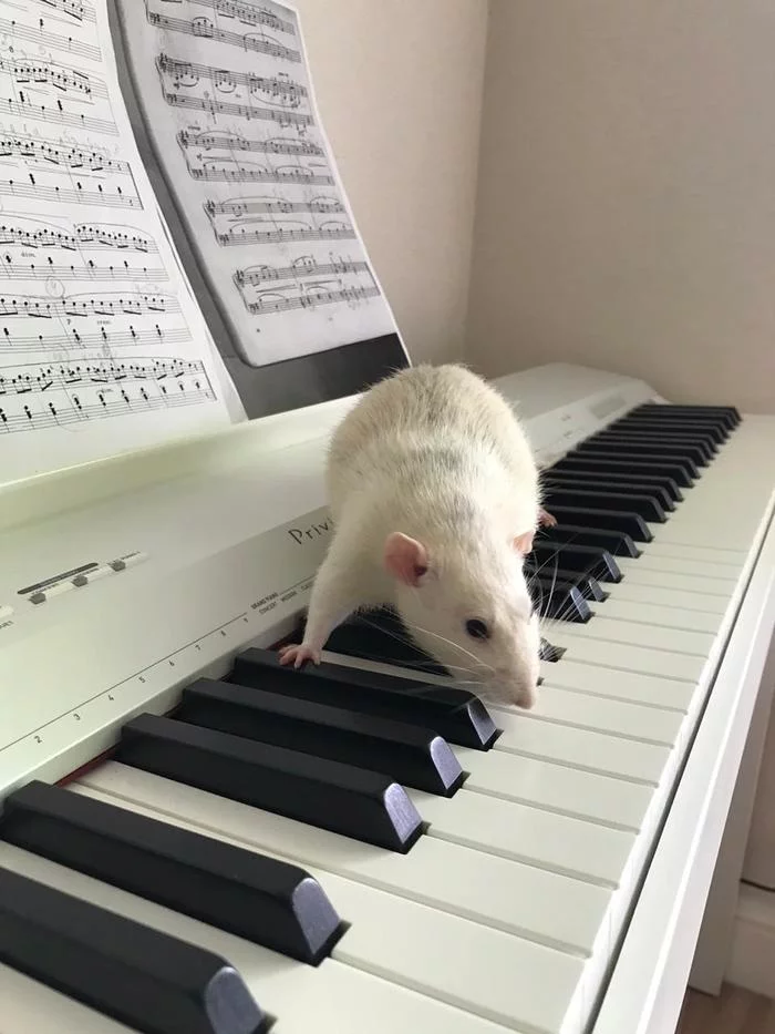 Maestro - My, Rat, Piano, Longpost