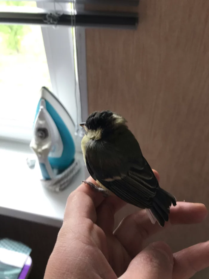 Tit bird - Broken wing, What to do, Birds