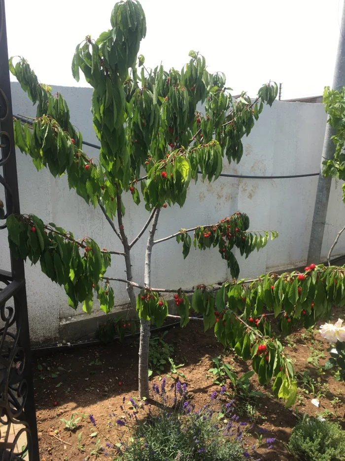 Give advice on cherries - Cherries, Leaves, Help, Longpost