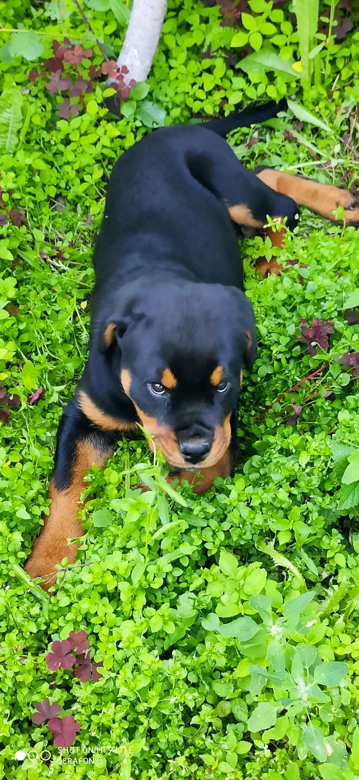 Growing rotor - My, Dog, Rottweiler, Best friend, Longpost