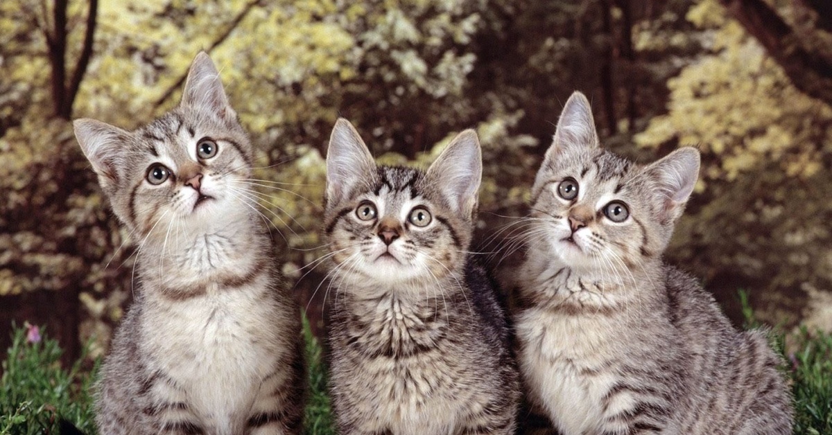 Четверо кошек. Кошки. Котята. Три кота. Котятки :3.