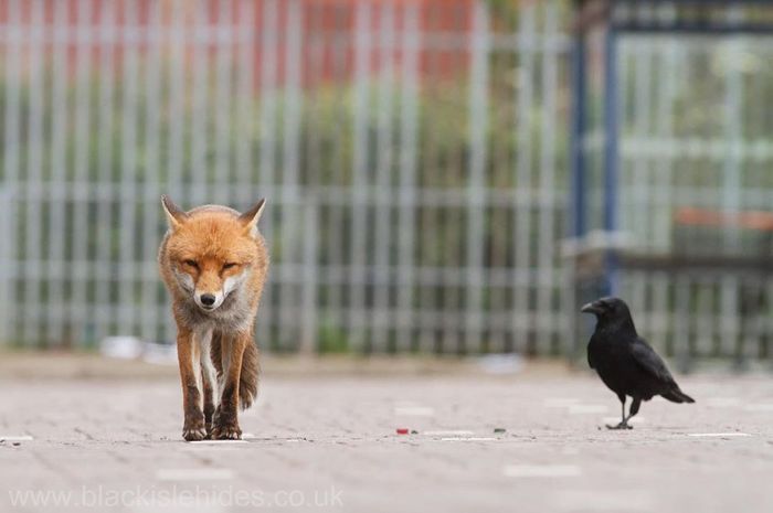 Old grievances are forgotten - Fox, Crow, Birds, Animals, Wild animals, The photo