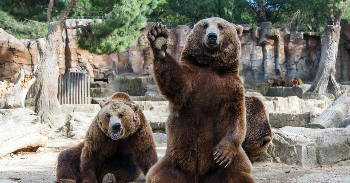 Забавные медведи. Бурый медведь в зоопарке. Медведь в зоопарке. Медведь машет лапой. Бурый медведь машет лапой.