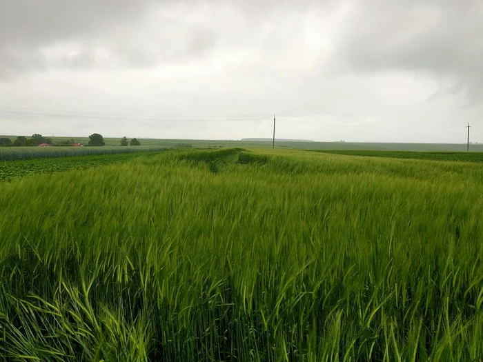 There was a thunderstorm in the village - My, The photo, Mobile photography, Thunderstorm, Wind, Barley, Village