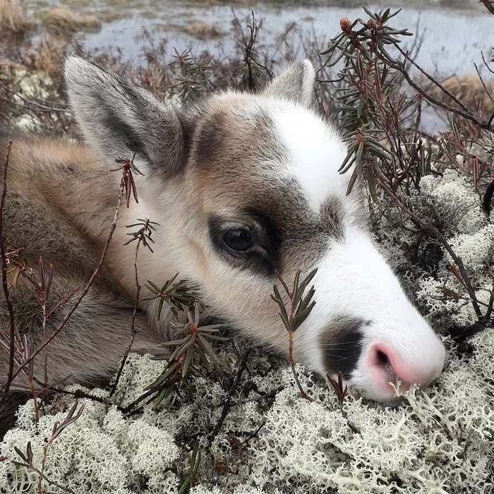 Sad - Deer, Reindeer moss, Tundra, YaNAO, Sadness, Deer