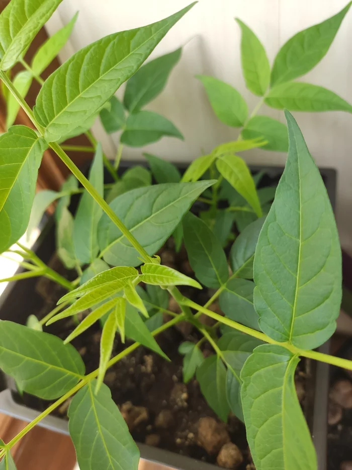 What kind of plant? - My, Plants, What's this?, Longpost