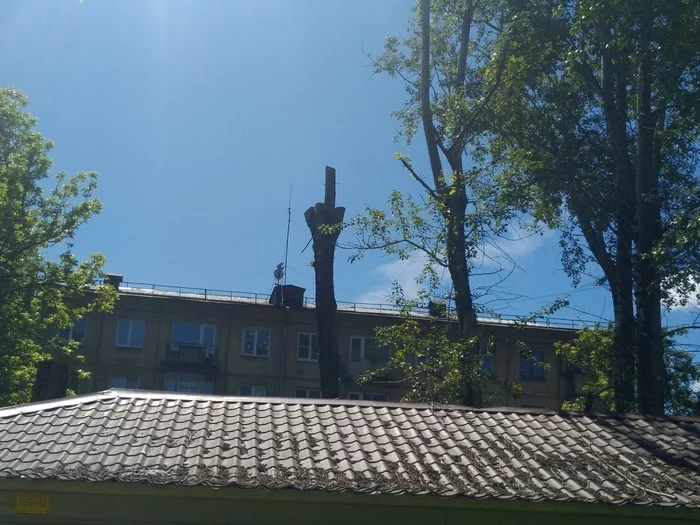 Not all poplars like crowning. This one is clearly unhappy - My, Humor, Photo on sneaker, Poplar, Crowning