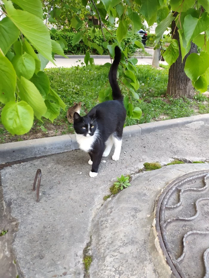 Кошка, нужна помощь, Подольск - Кот, Сила Пикабу, Без рейтинга, Помощь, Офтальмология, В добрые руки, Длиннопост, Подольск