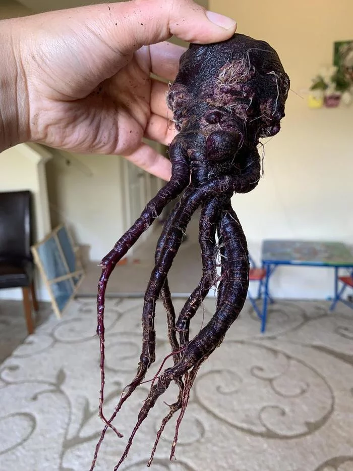 I guess I dug it up in vain - Pareidolia, Behold at the root, Beet, Cthulhu