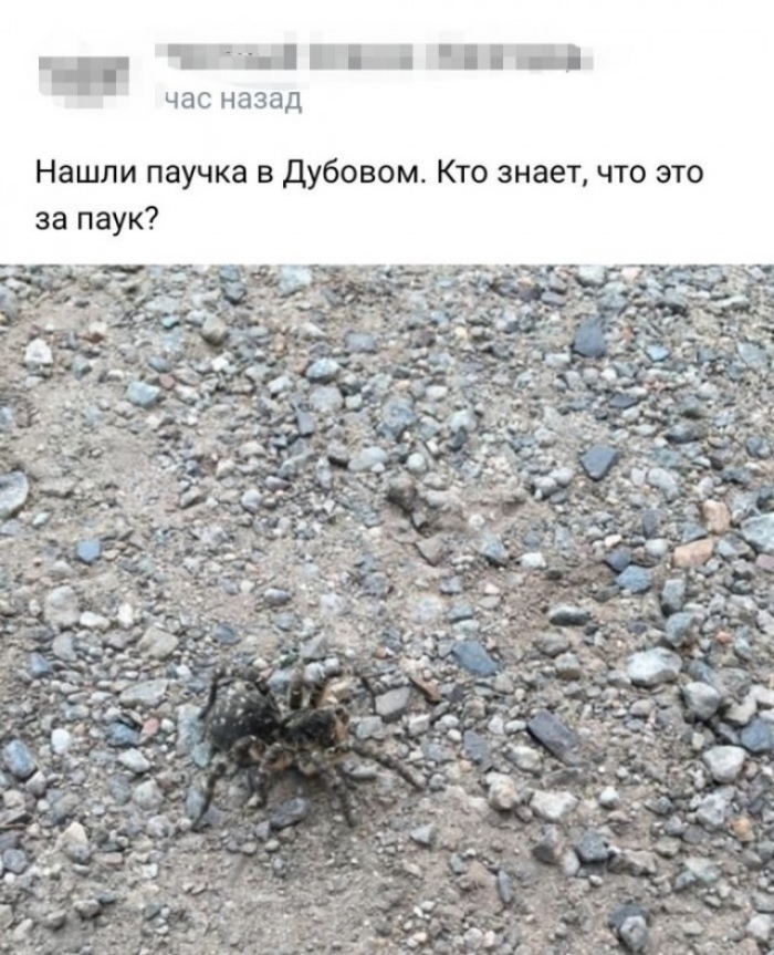 Found a spider - Spider, Picture with text, Longpost