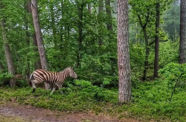 Nature has become so clean... - Nature, zebra, Kaliningrad region, Baltic Spit, Poland, news, Good news