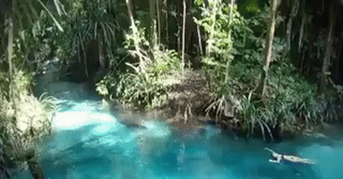 Paradise place - Water, Jungle, Indonesia, GIF