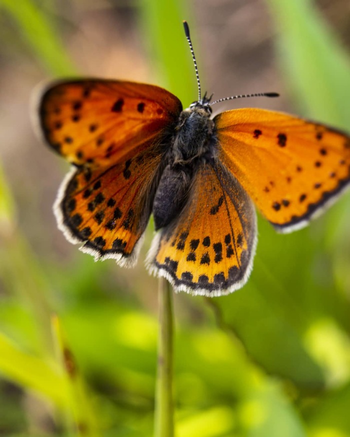 Крылья бабочки